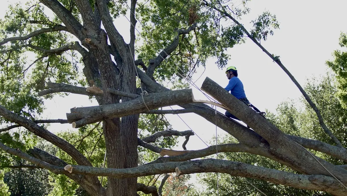 Professional Crown Thinning performed by certified arborists in Swiss