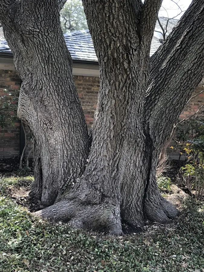 Mature heritage tree close to a Swiss property cared for by certified arborists